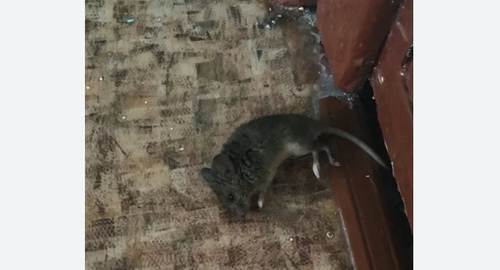 Дезинфекция от мышей в Бибирево города Москвы